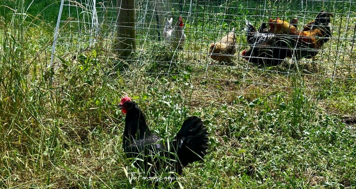 Chicken outside of the fence