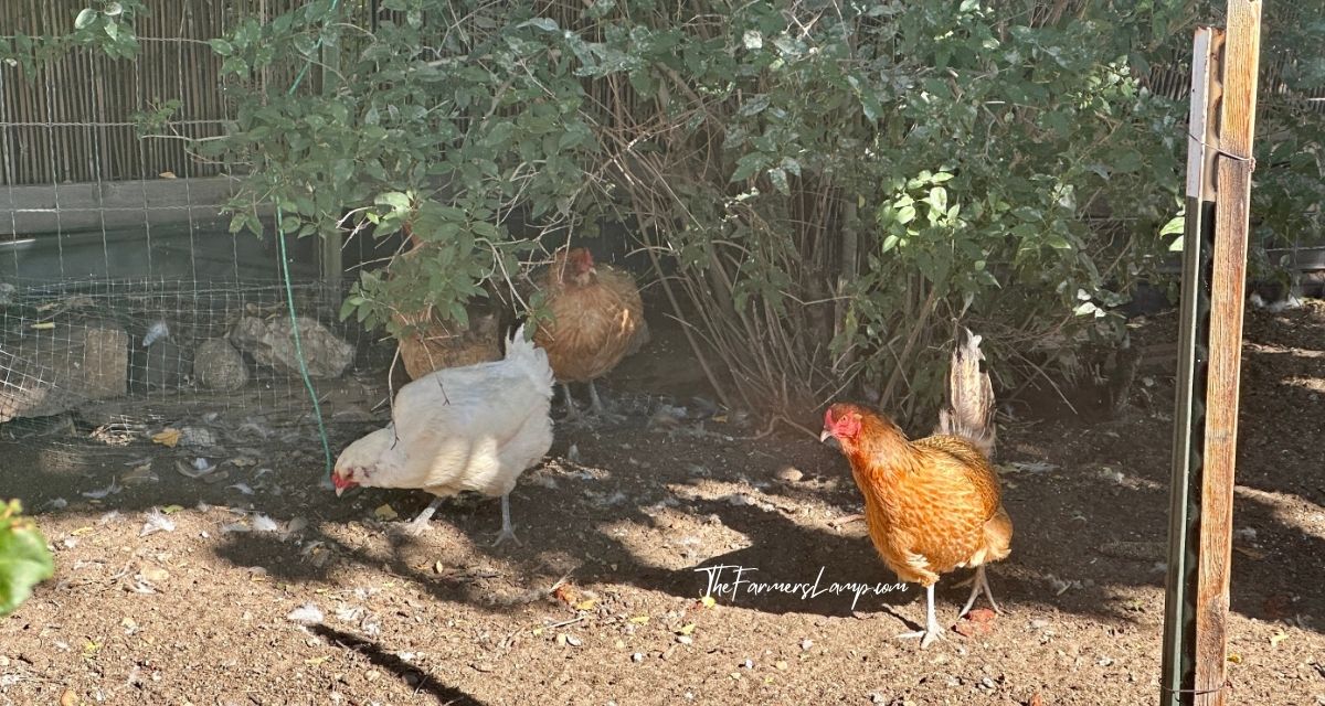 Clipping Chicken Wings - Flock under trees in yard