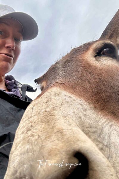 Donkey who protects a chicken flock.