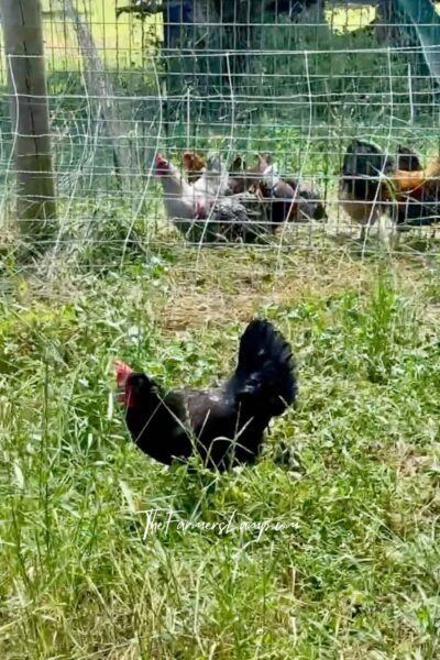 Clipping Chicken Wings - Black chicken outside of coop and separate from the flock