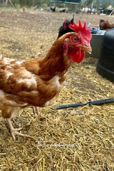 Clipping Chicken Wings - Chicken with red comb and reddish brown feathers