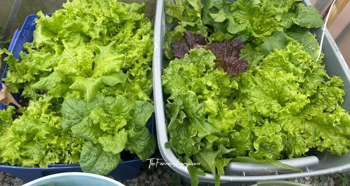 Urban Homesteading - lettuce in containers