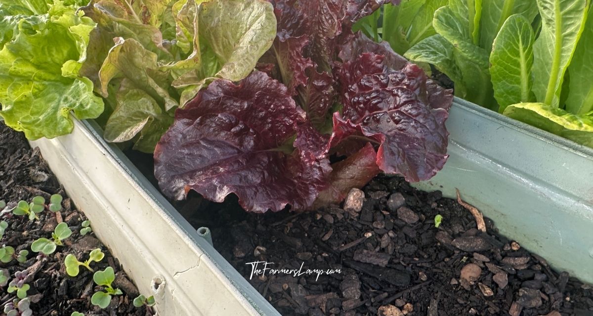 Urban Homesteading - Growing red and green lettuce in containers