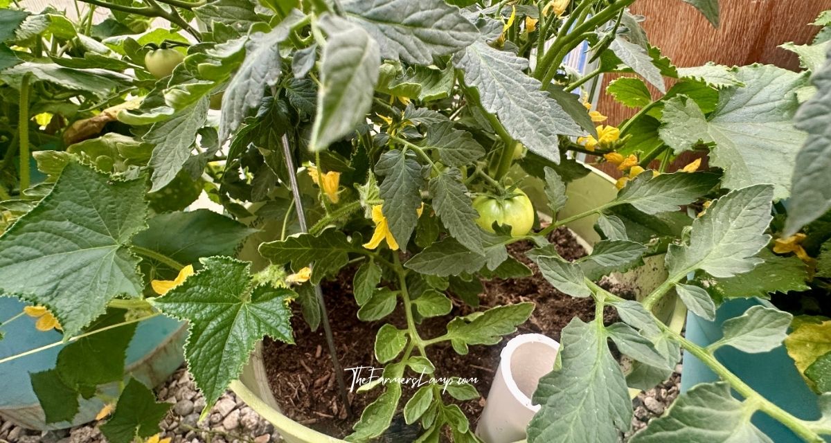 Urban Homesteading - Growing a tomato plant in a bucket