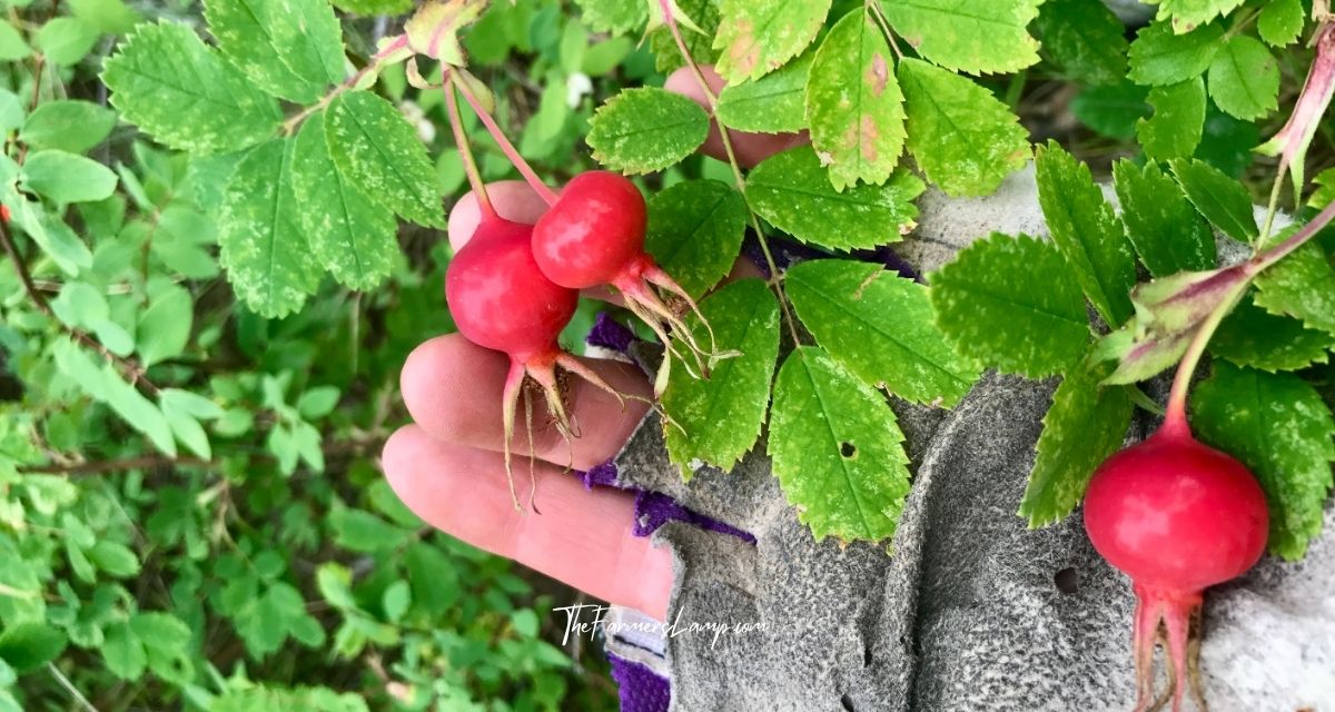 Urban Homesteading - Rose hips