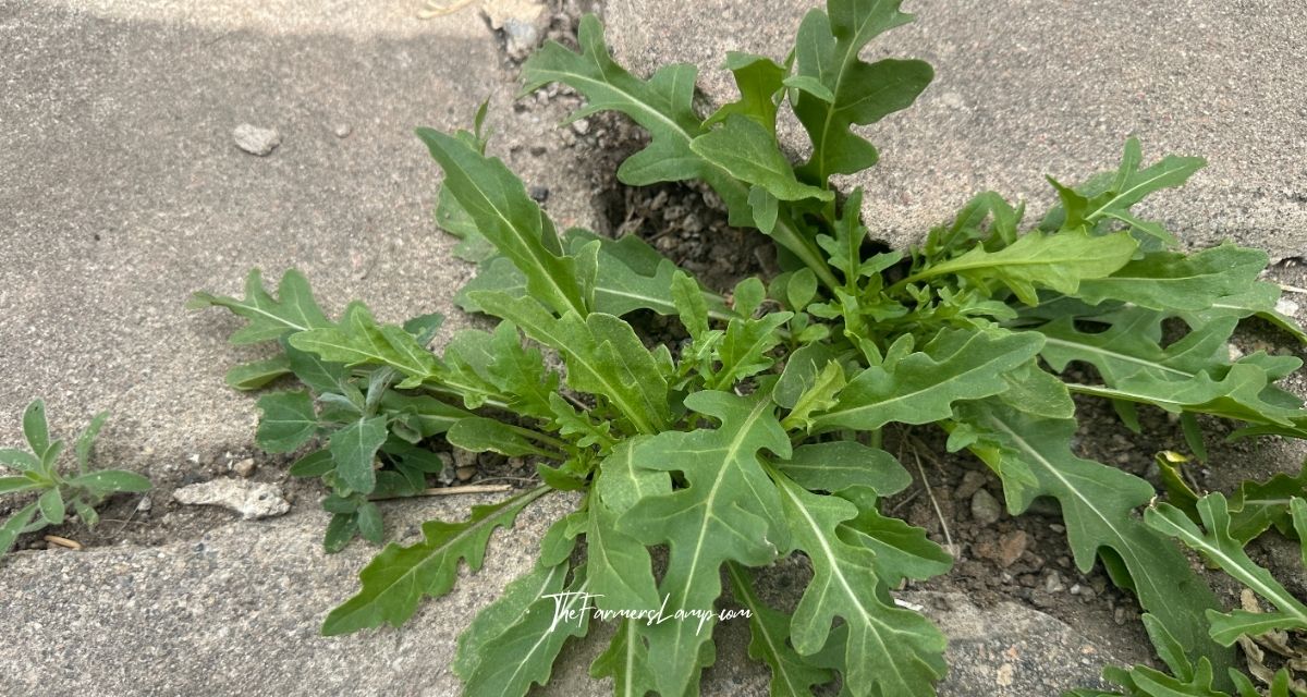 Urban Homesteading - Arugula growing in a sidewalk crack