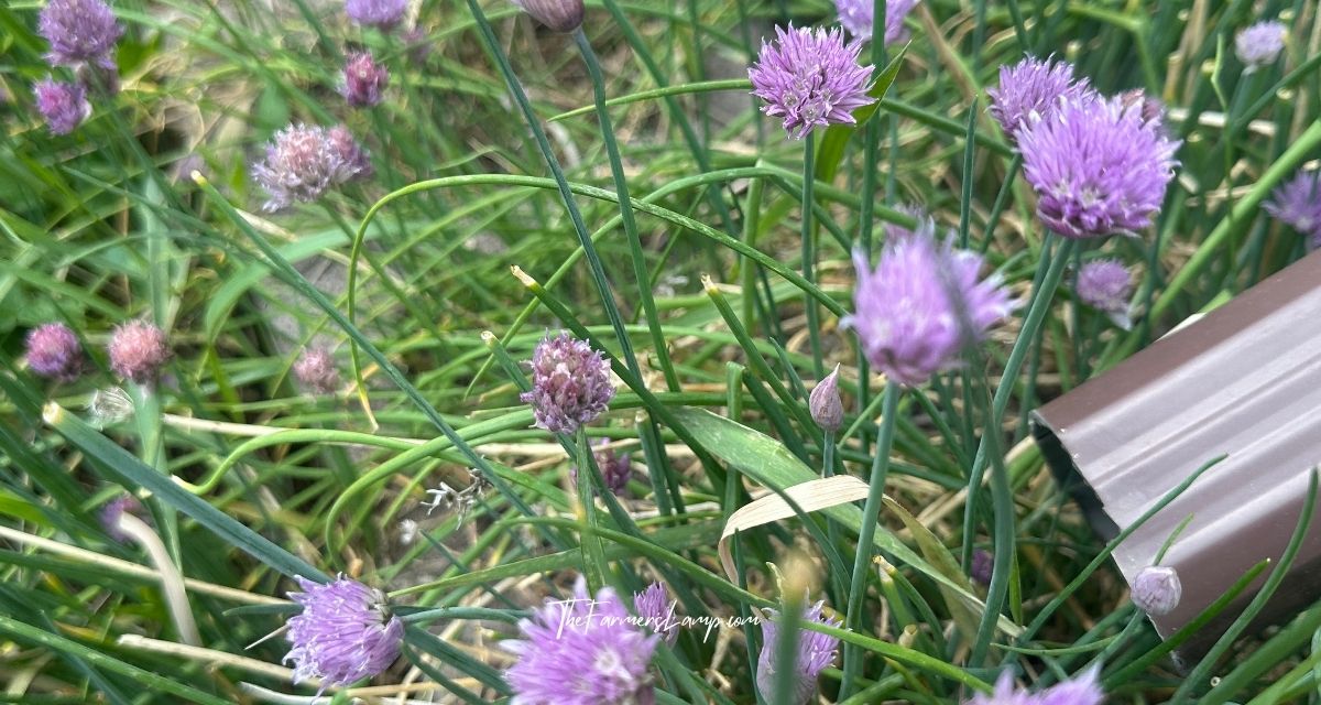 Urban Homesteading - Chives growing in a garden nook