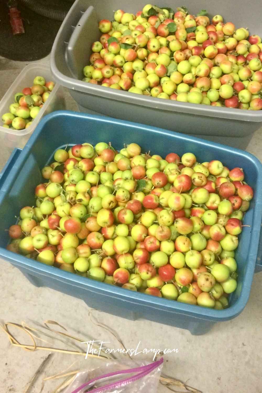 Urban Homesteading - Crabapple harvest