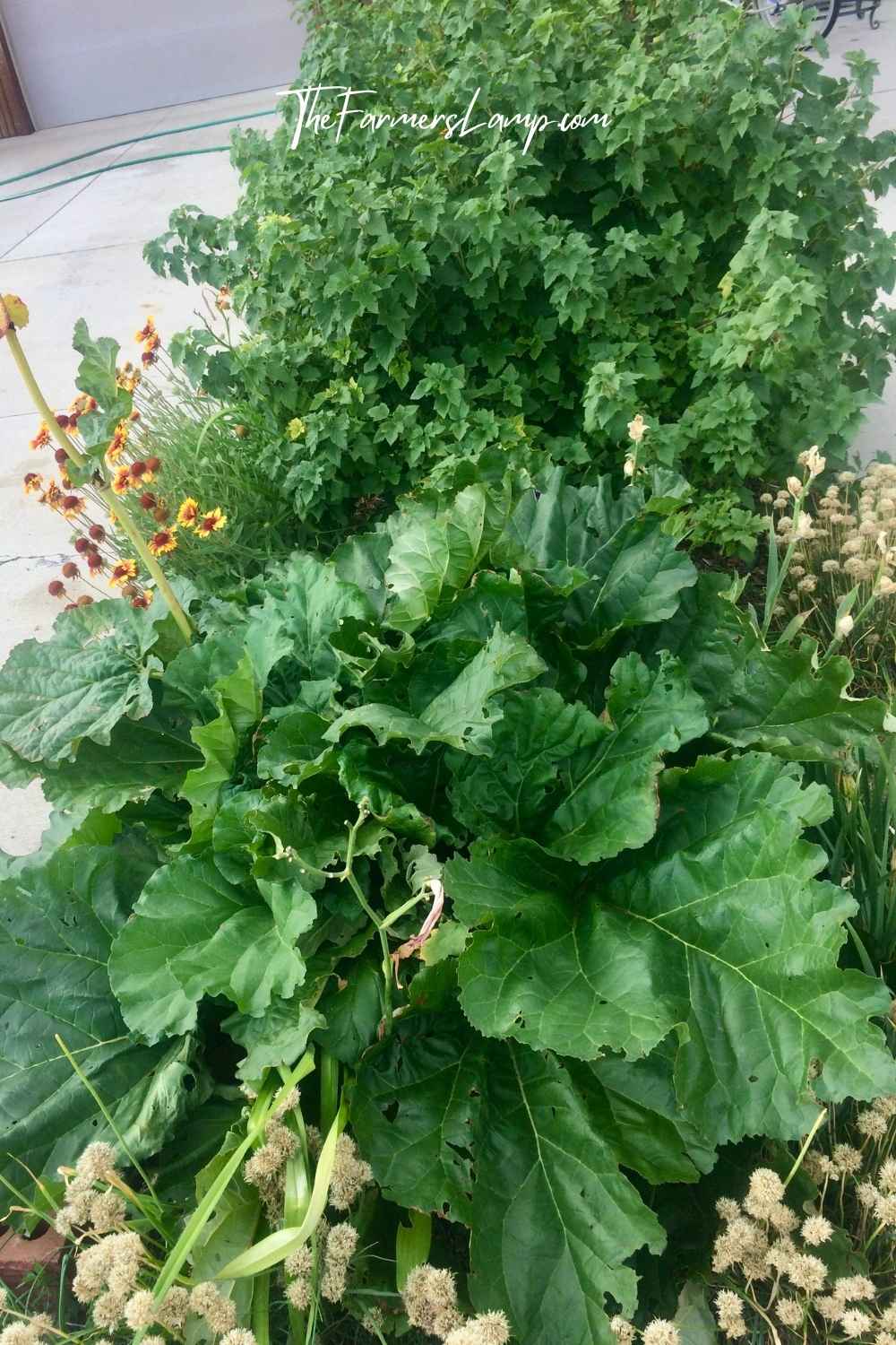 Urban Homesteading - Growing rhurbarb, chives, and currants.