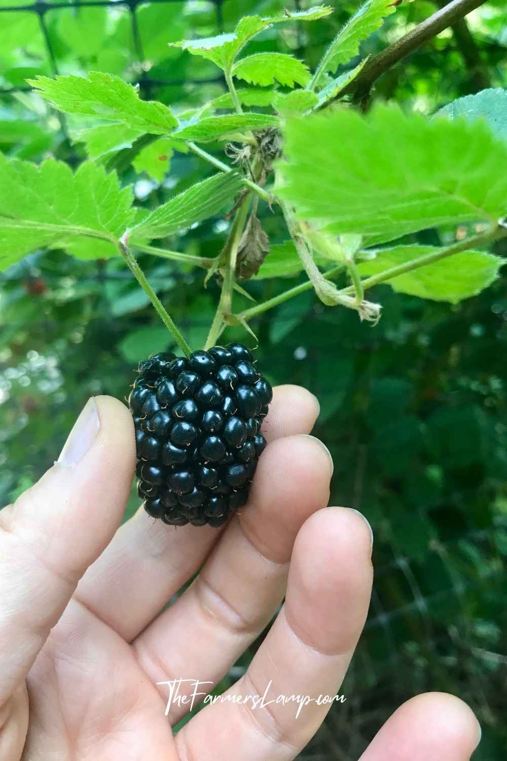 Urban Homesteading - Blackberry on the bush