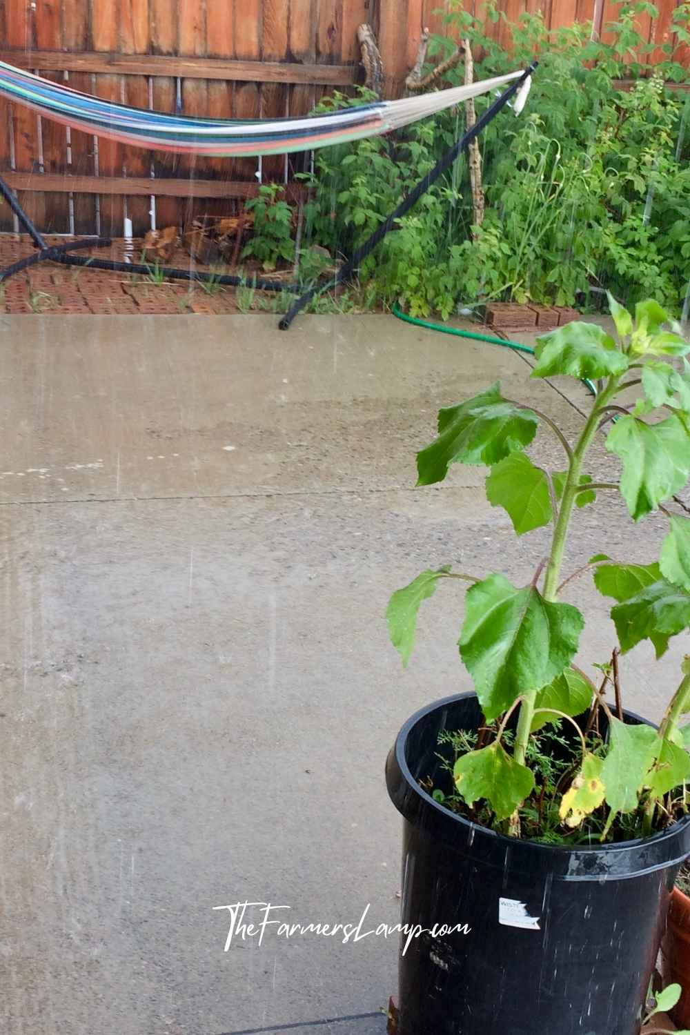 Urban Homesteading - Raspberries, sunflower in a pot, and urban garden with a hammock.
