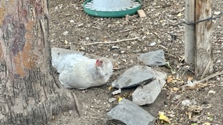 Wood Ash Uses - Chicken dust bath