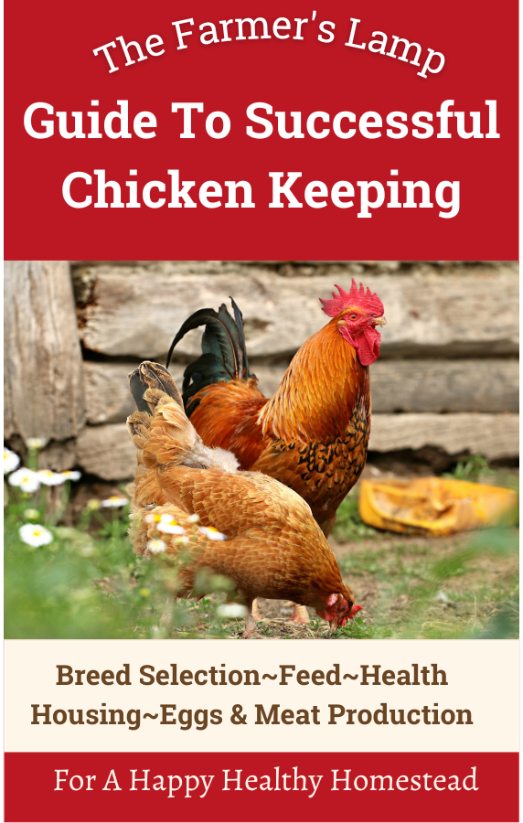 Guide to Successful Chicken Keeping by The Farmer's Lamp ebook Cover. Guide to Successful Chicken Keeping by The Farmer's Lamp ebook Cover.